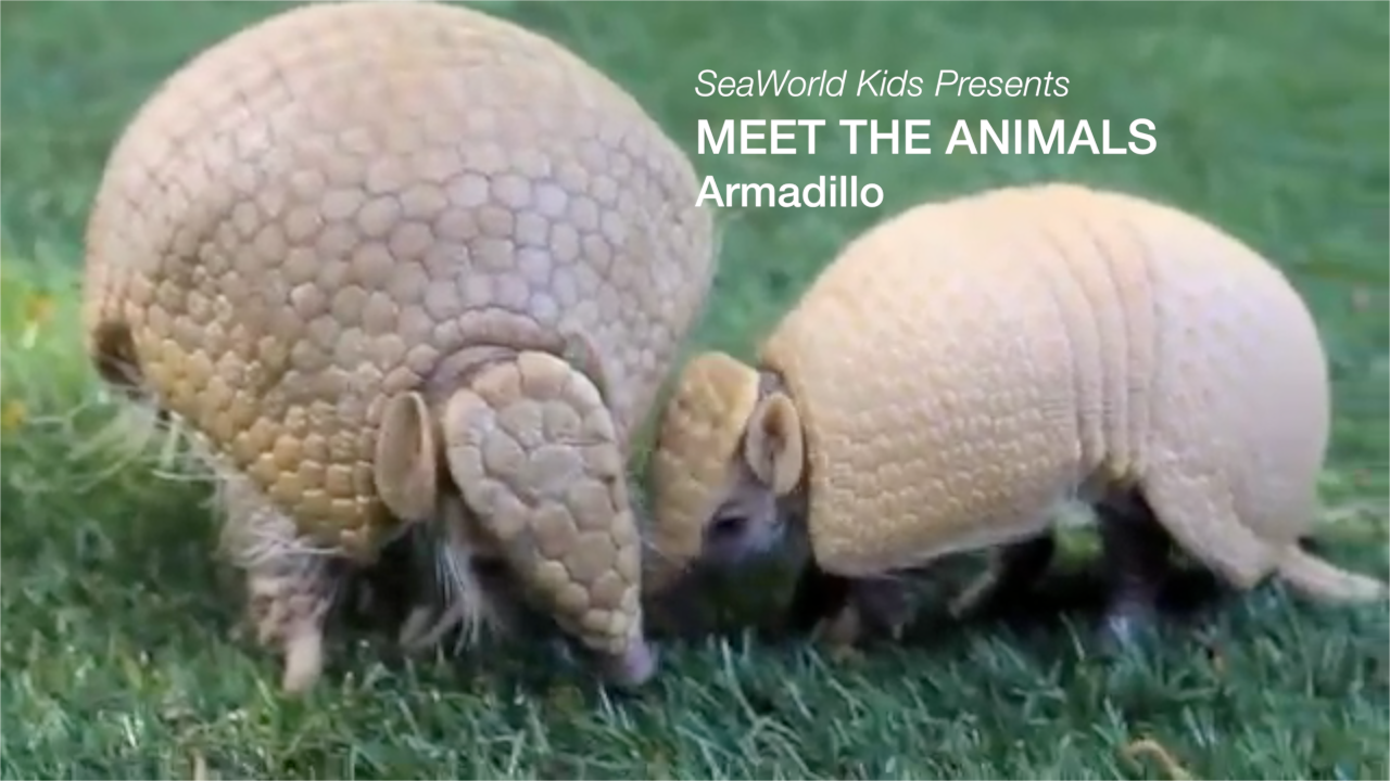 SeaWorld Kids—Meet the Animals--Armadillo