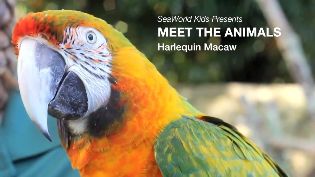 SeaWorld Kids—Meet the Animals—Harlequin Macaw