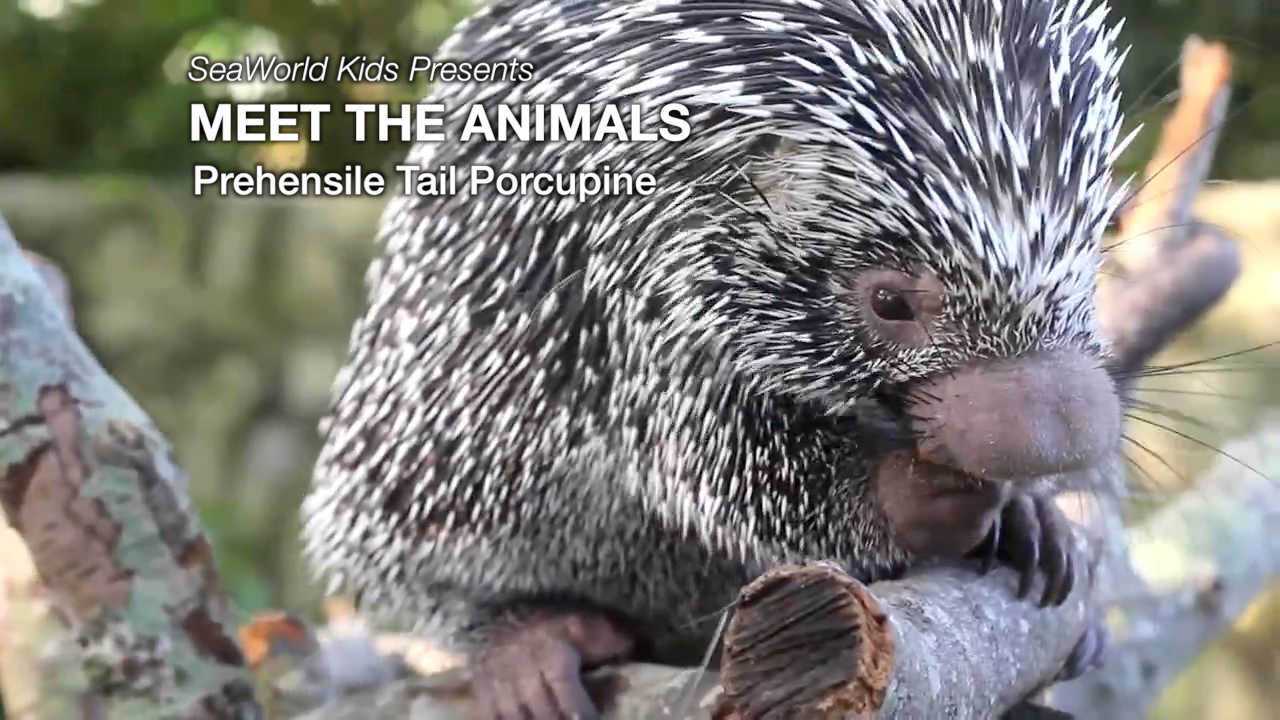 SeaWorld Kids—Meet the Animals—Prehensile Tail Porcupine
