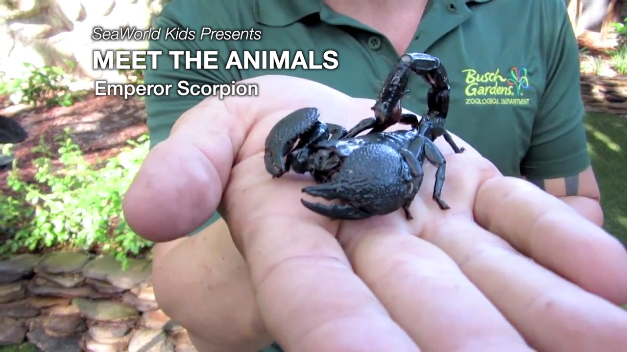 SeaWorld Kids—Meet the Animals—Emperor Scorpion
