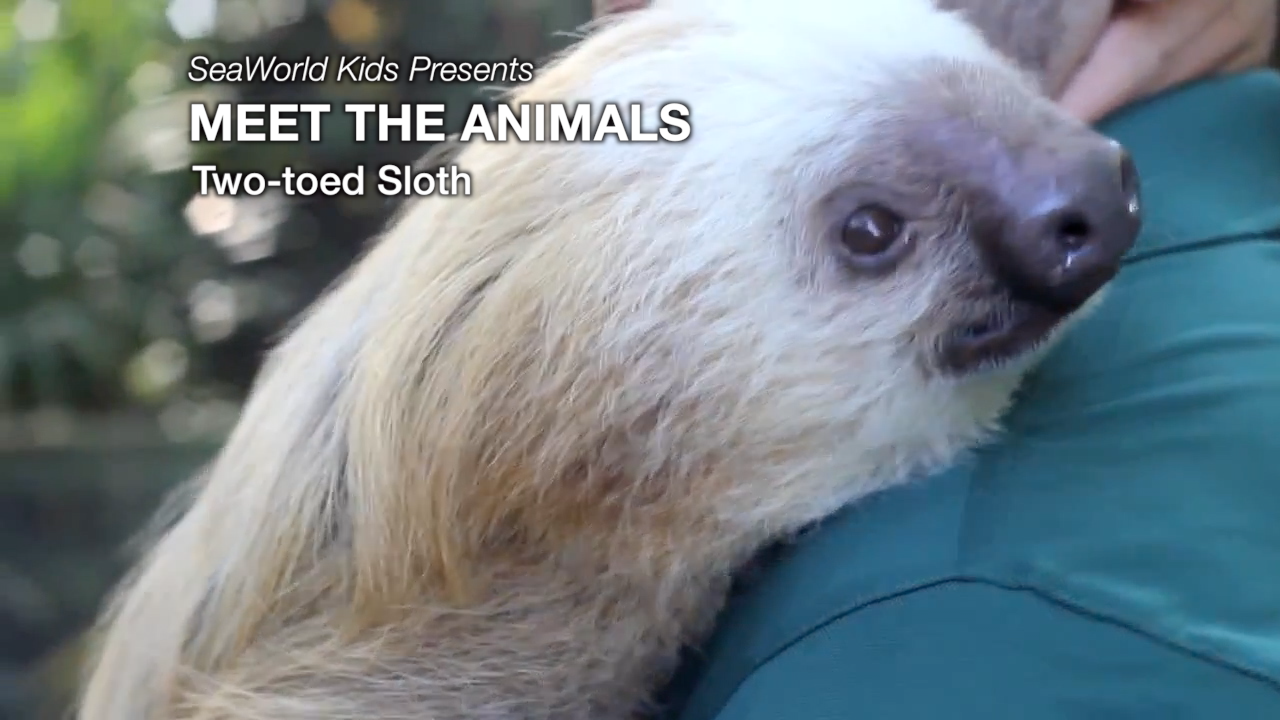 SeaWorld Kids—Meet the Animals—Two-toed Sloth