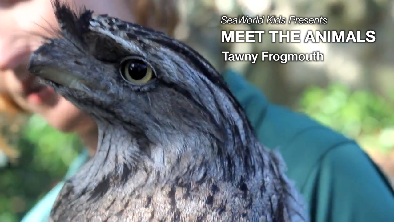 SeaWorld Kids—Meet the Animals—Tawny Frogmouth
