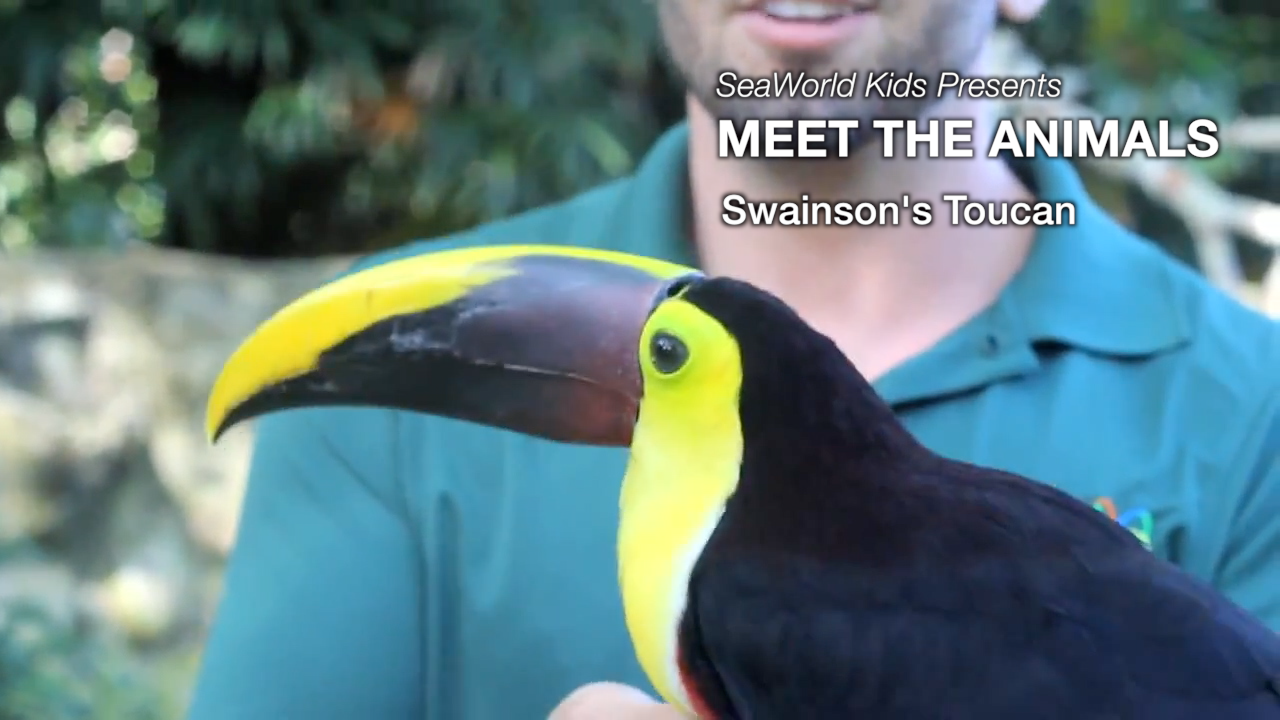 SeaWorld Kids—Meet the Animals—Swainson’s Toucan