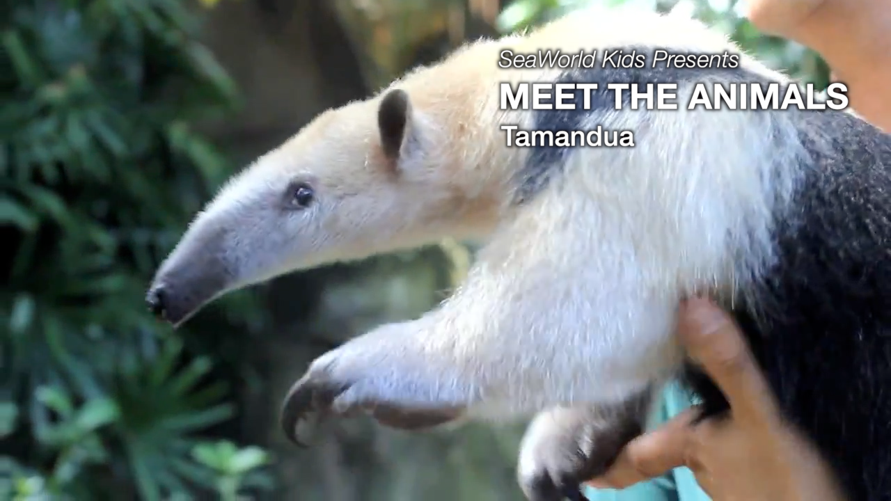 SeaWorld Kids—Meet the Animals—Tamandua