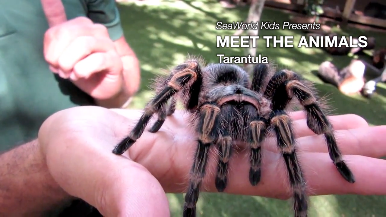 SeaWorld Kids—Meet the Animals—Tarantula