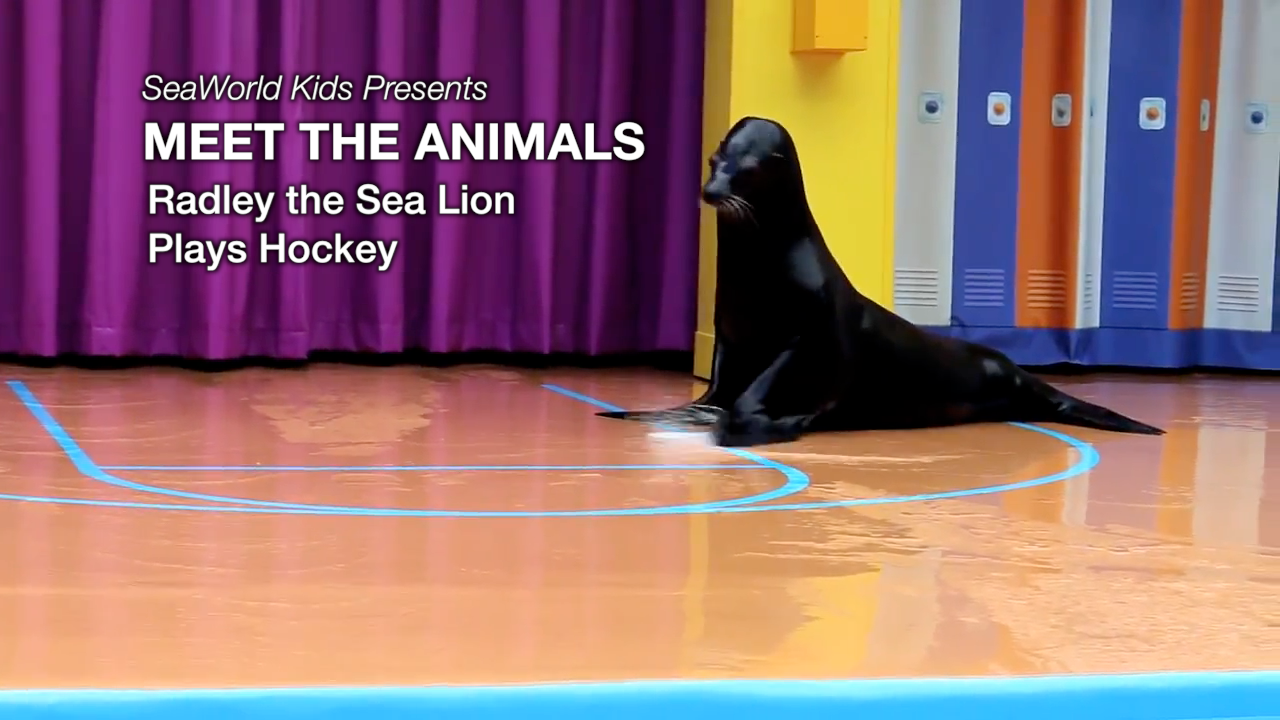 SeaWorld Kids—Meet the Animals—Radley, The Sea Lion, Plays Hockey