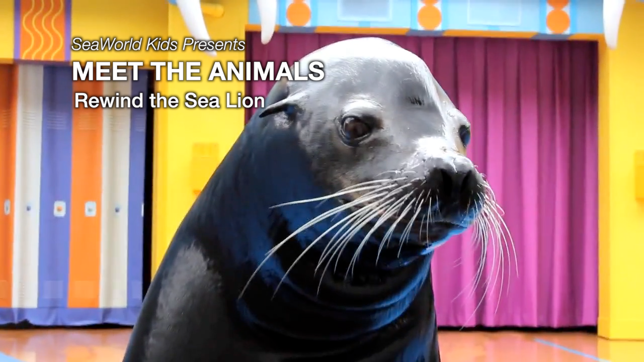SeaWorld Kids—Meet the Animals—Rewind, The Sea Lion
