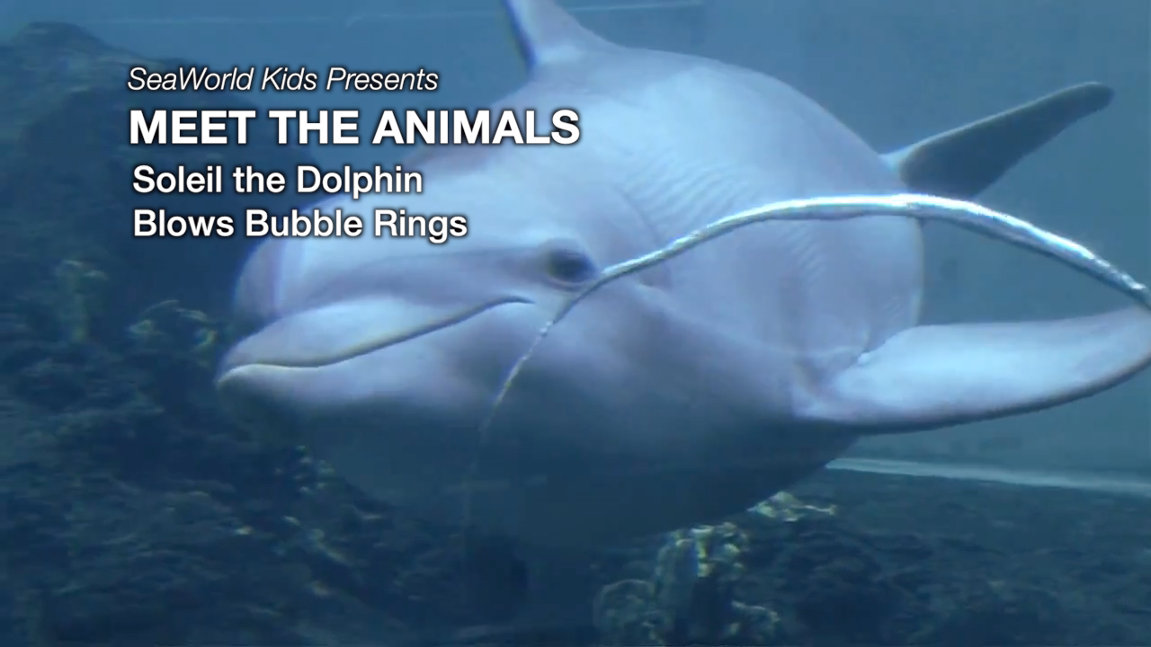 SeaWorld Kids—Meet the Animals—Soleil the Dolphin Blows Bubble Rings