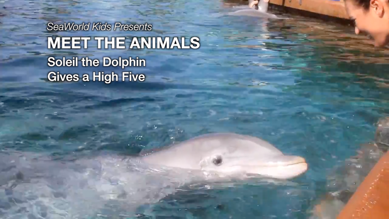 SeaWorld Kids—Meet the Animals—Soleil the Dolphin Gives a High Five