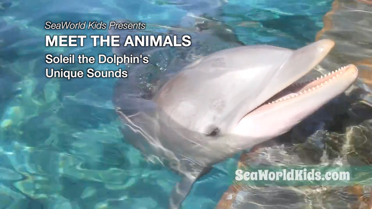 SeaWorld Kids—Meet the Animals—Soleil the Dolphin’s Unique Sounds