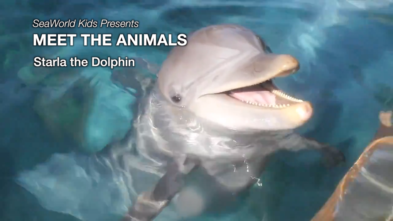 SeaWorld Kids—Meet the Animals—Starla the Dolphin