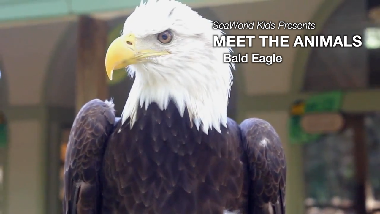 SeaWorld Kids - Meet the Animals - Bald Eagle