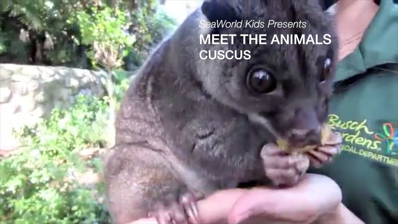 SeaWorld Kids Meet the Animals - Ground Cuscus Video