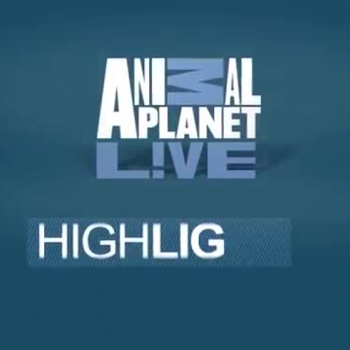 Panda Cam Highlights