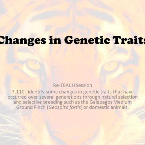 7.11C Changes in Genetic Traits ReTeach