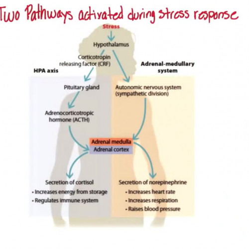 Stress Pathways