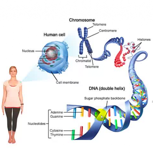 DNA, chromosomes and genes