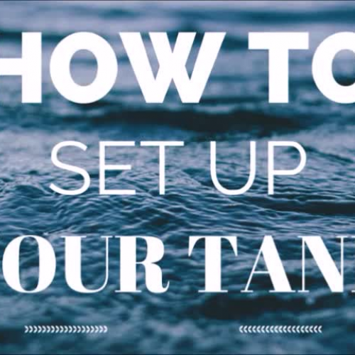 Dawson High School Q&A: How to Set up an Aquarium