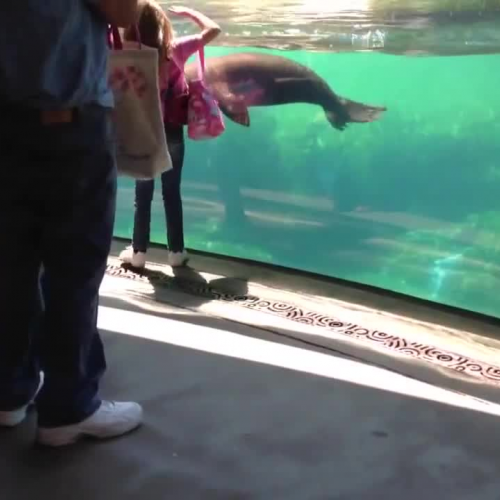 Little Girl and Sea Lion play tag