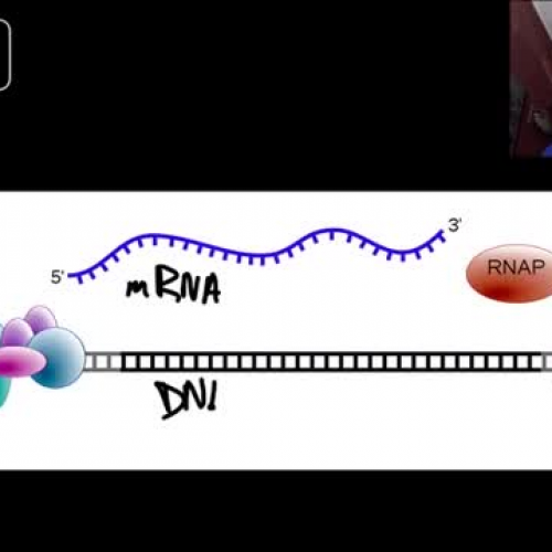 Bozeman Biology DNA and RNA - Part 2.mp4
