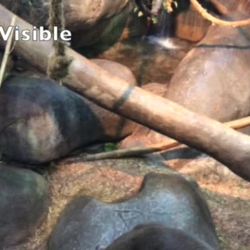 Staten Island Zoo Fossa