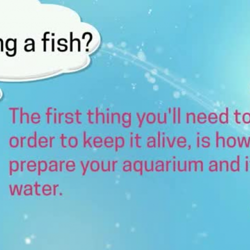 How to Set Up a Fish Tank