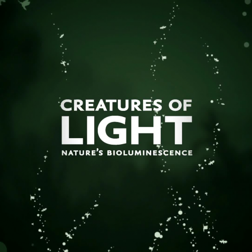 Molluscs & Bioluminescence—Reflections from a Scientist