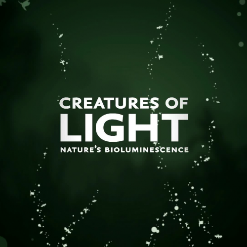 Insects & Bioluminescence—Reflections from a Scientist