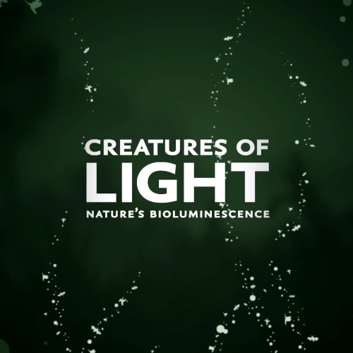 Algae & Bioluminescence—Reflections from a Scientist