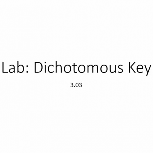 Dichotomous Key