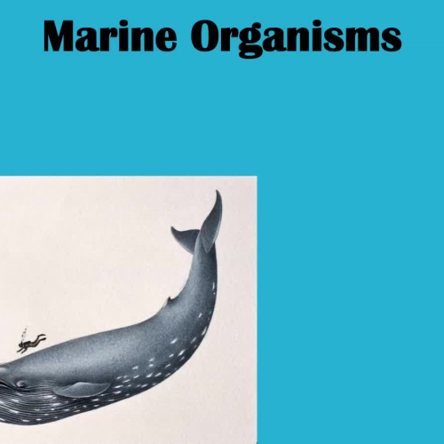 Marine Biology Notes