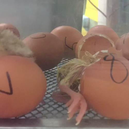 Chicks hatching 1
