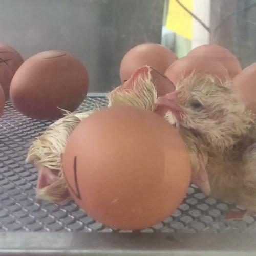 Chicks hatching 2