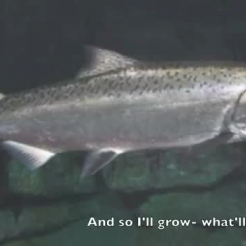 How does a salmon develop?