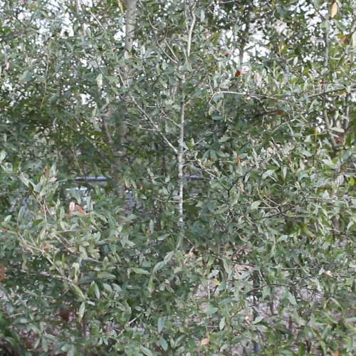 03.02 Describe the Family Visual Presentation