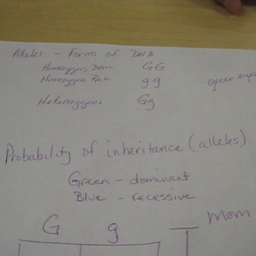Punnett Squares - Who's your daddy?
