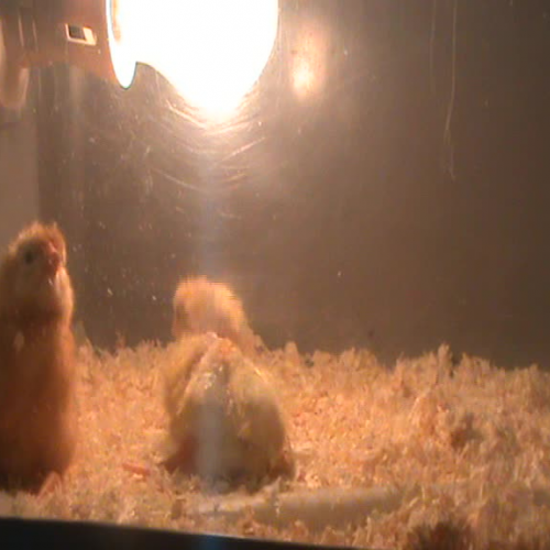 CHICKS 1 - MARCH 2016