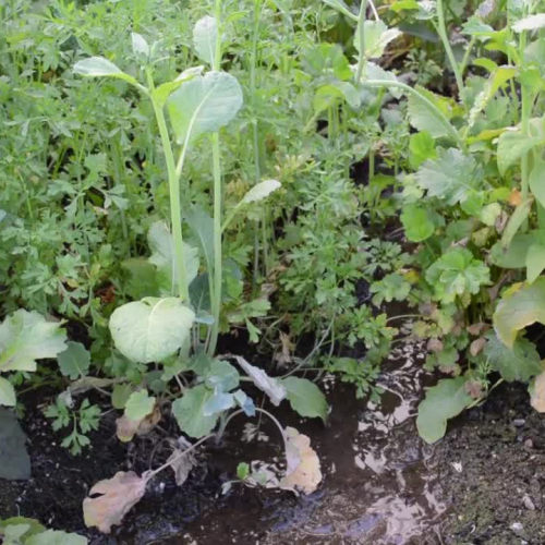 Greywater -- What is it and how can it make a difference?