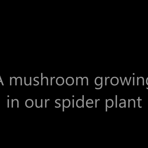 A mushroom growing in our spider plant - ASL - Solomon-Klebba