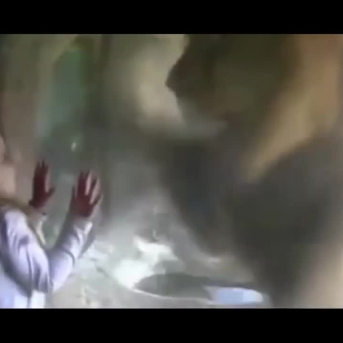 Little Girl Blows Lion A Kiss At The Zoo