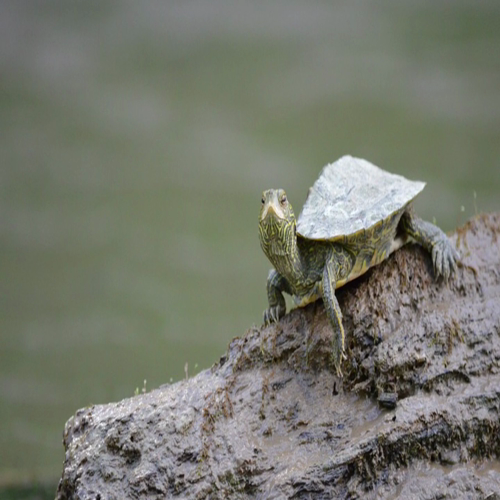 UCF Vocabulary Digital Story, RED 4043