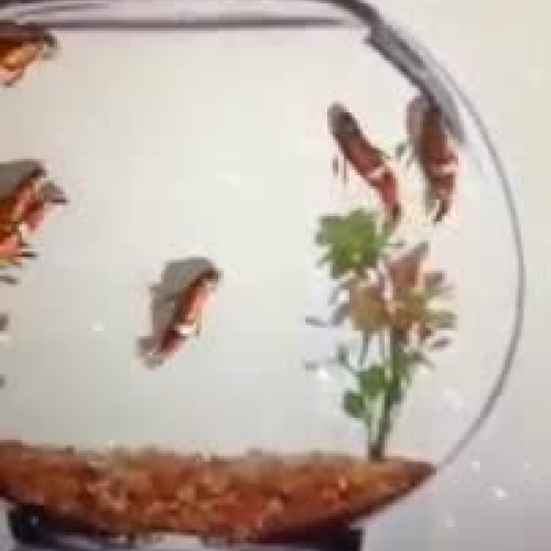 Goldfish Riddle