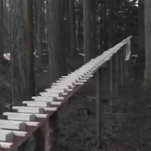 Forest Xylophone