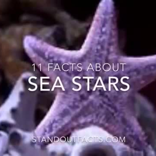 Sea Stars