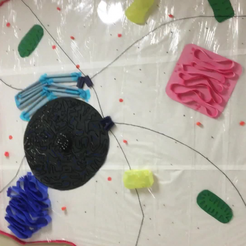 Justin and Makayla cell membrane