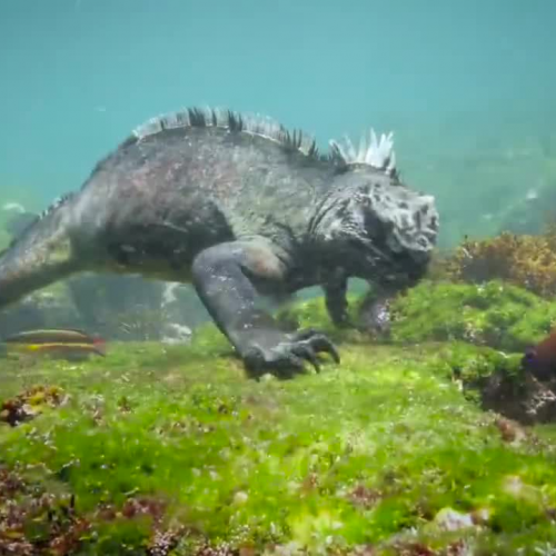 Marine Iguana in Pacific Ocean
