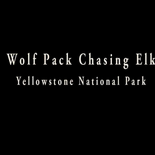 Wolf Pack Chasing Elk