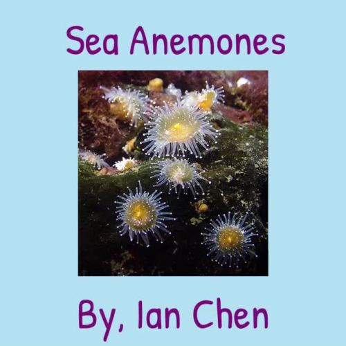 Sea Anemones- Ian