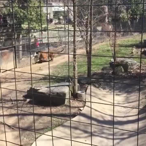 Person Jumps Tiger Fence To Retreive  Hat At Toronto Zoo
