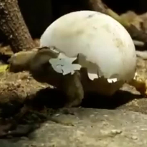 Which came first, the Turtle or the Egg?